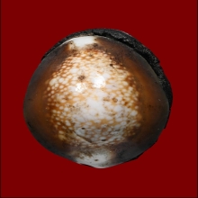 เบี้ยแก้หลวงพ่อนุ่ม(ลูกที่2)