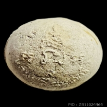 ลูกอมมหาลาภ เนื้อผงพุทธคุณ ปี 2517 หลวงปู่สี วัดเขาถ้ำบุญนาค