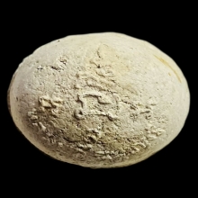 ลูกอมมหาลาภ เนื้อผงพุทธคุณ ปี 2517 หลวงปู่สี วัดเขาถ้ำบุญนาค