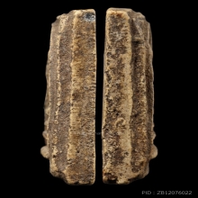 +บัตรสมาคม สมเด็จเผ่า อกร่อง หูบายศรี