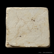 +บัตรสมาคม พระประทานพร หลวงปู่ดู่ วัดสะแก