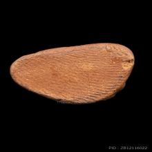 +บัตรสมาคม หลวงปู่ทวดเนื้อว่าน เครื่องบินตก สะบ้าย้อย