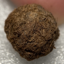 ชานหมาก หลวงปู่ผ่าน ฉันทโก วัดป่าโพธิ์แก้ว จ.ปราจีนบุรี 