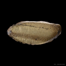 กริ่งไพรีพินาศ บัวเหลี่ยม สวยแชมป์