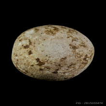 หลวงพ่อคง วัดบางกะพ้อม