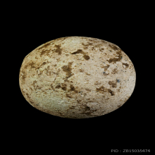 หลวงพ่อคง วัดบางกะพ้อม