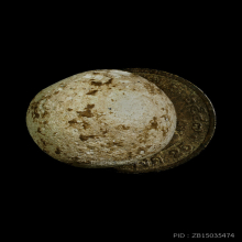 หลวงพ่อคง วัดบางกะพ้อม