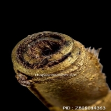 ตะกรุดหนังหน้าผากเสือ หลวงพ่อจง วัดหน้าต่างนอก