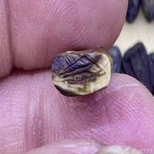 เสือพ่อปาน เขี้ยวซีกจารย์เต็ม เก่าแท้แห้ง สมบูรณ์