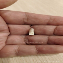 สิงห์ขวัญกลึงตัวเล็กจิ๋ว