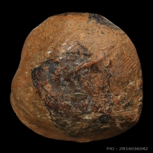 พระกรุวัดจุฬามณี พิมพ์หน้าฤาษีหลังนาง เนื้อดินลงรักปิดทอง