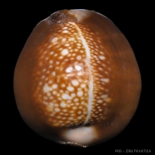 ๙ “เบี้ยกษัตรา+สุดยอดหายาก” เบี้ยแก้หลวงพ่อเทียม ๙