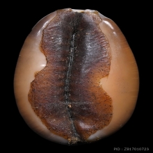 ๙ “เบี้ยกษัตรา+สุดยอดหายาก” เบี้ยแก้หลวงพ่อเทียม ๙