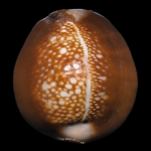 ๙ “เบี้ยกษัตรา+สุดยอดหายาก” เบี้ยแก้หลวงพ่อเทียม ๙