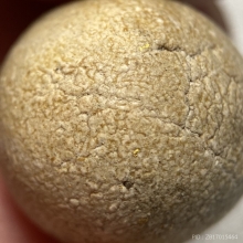 ลูกอมเนื้อผงธูปกรรมฐาน พ่อท่านคลิ้ง วัดถลุงทอง