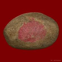 ลูกอมมหากัน บ้านมีดี พ่อป่อง น่วมมานา