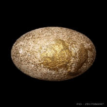 +บัตรหมีพูห์ปู่ทิม ลูกอมผงพรายกุมาร หลวงปู่ทิม