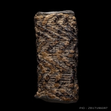 +บัตรสมาคม ตะกรุดจันทร์เพ็ญลายจรเข้ชบฟัน หลวงปู่ศุข