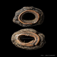 +บัตรสมาคม ตะกรุดสาริกามงกุฎพระพุทธเจ้า หลวงปู่เอี่ยม