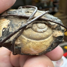 เบี้ยหอยโข่ง หลวงปู่เอี่ยม วัดหนัง