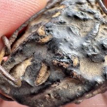 เบี้ยหอยโข่ง หลวงปู่เอี่ยม วัดหนัง