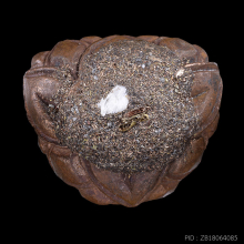 หลวงปู่ทวด อุดก้นผสมอังคารธาตุหลวงปู่ดู่ พรหมปัญโญ วัดสะแก