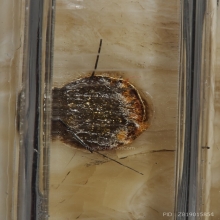 พระปิดตา หลวงพ่อเกษม