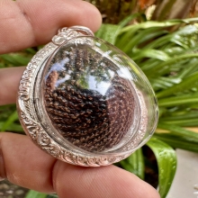 เบี้ยแก้หลวงปู่เพิ่ม วัดกลางบางแก้วกันและแก้สิ่งอัปมงคลต่างๆ