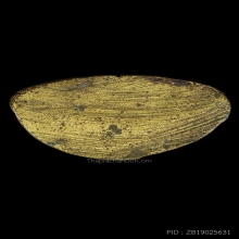 ชินราชอินโดจีน สังฆาฏิสั้น ปี2485 ไม่มีโค๊ต สภาพสวย