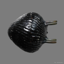 เบี้ยแก้ หลวงปู่เพิ่ม วัดกลางบางแก้ว