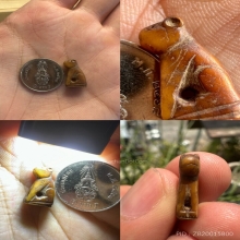 เสือหลวงพ่อปาน ศิลปะวัดกลาง  (ขนาดสาริกา)