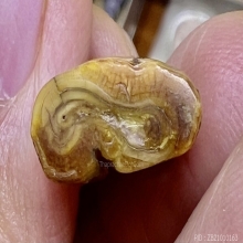 เสือปู่ยิ้ม เขี้ยวหมูตันลงจารย์ ยุดเก่ามาก เข้มจัดหายากสุดๆ