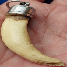 เขี้ยวเก่า