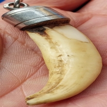 เขี้ยวเก่า