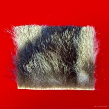 ตะกรุดหนังเสือสมิงพยัคฆ์คำรณ หลวงพ่ออั้น อภิปาโล