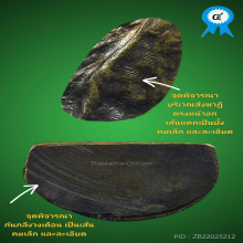 รูปเหมือนปั๊มรุ่นแรก พ่อท่านเขียว วัดหรงบน(นิยม) ปี2513