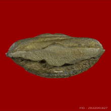 พระสังกัจจายน์หลวงพ่อดิษฐ์ วัดปากสระ