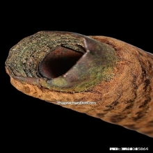 ตะกรุดสุดหายากระดับเทพในตำนาน ตะกรุดหลวงปู่เอี่ยม วัดปากลัด