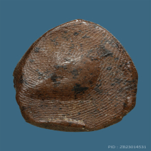 พระหลวงพ่อคร้าม วัดบางระกำ จ.นครปฐม