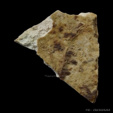 ชิ้นส่วนพระสมเด็จบางขุนพรหม พิมพ์อกครุฑกลางกรุใหม่ บัตรสมาคม