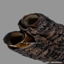 ตะกรุดสาริกาสามกษัตริย์หลวงพ่อกลั่น วัดพระญาติ