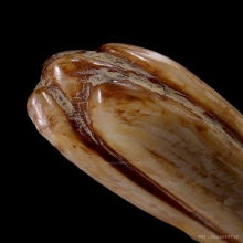 ดอกจำปีหลวงพ่อสด วัดปากน้ำ ภาษีเจริญ