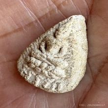 พระกลีบบัวอรหัง หลวงปู่ไข่ วัดเชิงเลน รุ่นแรก