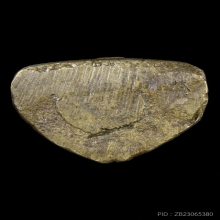 หลวงพ่อแวว วัดคลองคู้