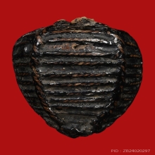 หมากทุยหลวงปู่เอี่ยม วัดหนัง