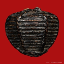 หมากทุยหลวงปู่เอี่ยม วัดหนัง