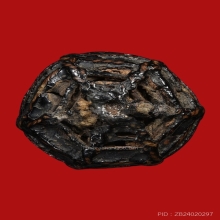 หมากทุยหลวงปู่เอี่ยม วัดหนัง