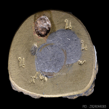 พระกริ่งมหาเพชรกลับ  พ่อท่านพรหม วัดพลานุภาพ  หมายเลข 99