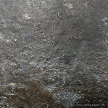 เบี้ยแก้หลวงปู่เพิ่ม วัดกลางบางแก้ว