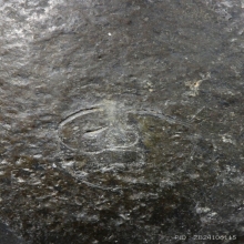 เบี้ยแก้หลวงปู่เพิ่ม วัดกลางบางแก้ว